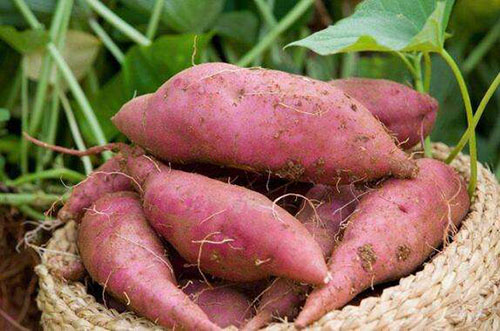 甘薯育苗怎么育壯苗?